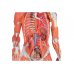 model mięśni ludzkich z podwójną płcią na metalowym stojaku, 45 części - 3b smart anatomy kat. 1013881 b50 3b scientific modele anatomiczne 7